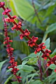 SALVIA CONFERTIFLORA