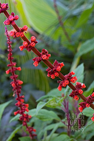 SALVIA_CONFERTIFLORA