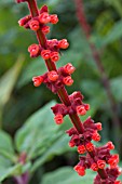 SALVIA CONFERTIFLORA