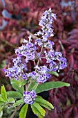 VITEX AGNUS-CASTUS LATIFOLIA