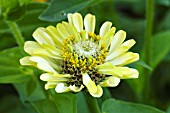 ZINNIA GREEN ENVY