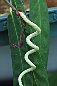 ANTHURIUM WENDLINGERI