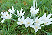 COLCHICUM AUTUMNALE ALBUM