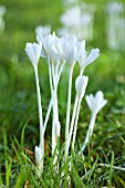 COLCHICUM AUTUMNALE ALBUM