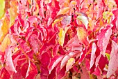 CORNUS MIDWINTER FIRE