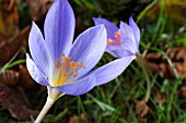 CROCUS KOTSCHYANUS (ZONATUS)