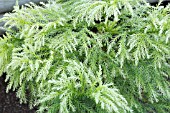 CRYPTOMERIA JAPONICA SEKKAN-SUGI (CRISTATA)