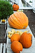 CUCURBITA MAXIMA FREAKY TOM, SWEET LIGHTNING, ATLANTIC GIANT