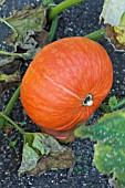 CUCURBITA PEPO SUNSHINE -  RAISED ON TERRACOTTA DISC TO AID RIPENING