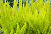 ERICA ARBOREA AUREIFOLIA ALBERTS GOLD