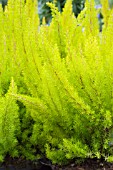 ERICA ARBOREA AUREIFOLIA ALBERTS GOLD