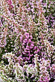 ERICA GRACILIS PINK FORM