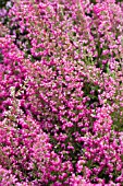 ERICA GRACILIS RED FORM