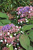 HYDRANGEA ASPERA KAWAKAMII GROUP