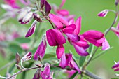 LESPEDEZA THUNBERGII