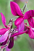 LESPEDEZA THUNBERGII