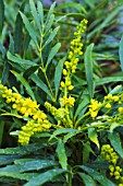 MAHONIA EURYBRACTEATA SOFT CARESS