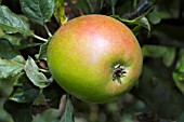 MALUS DOMESTICA EDWARD V11