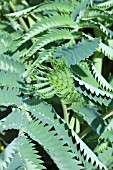 MELIANTHUS MAJOR