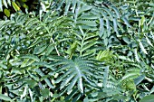 MELIANTHUS MAJOR