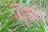 MISCANTHUS SINENSIS GRACILLIMUS