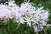 NERINE STEFANI