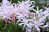 NERINE STEFANI