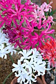 MIXED NERINES