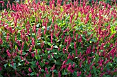 PERSICARIA AMPLEXICAULIS RED BARON