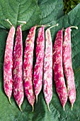 PHASEOLUS VULGARIS BARLOTTO DI VEGEVANO NANO