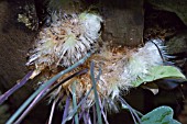 PHLEBODIUM AUREA BLUE STAR - PSEUDO-ROOTS GROWING FROM THE BASE OF A HANGING BASKET