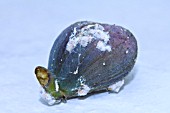 PLANOCOCCUS VITIS - VINE MEALYBUG ON FIG FRUIT