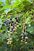 STACHYURUS PRAECOX