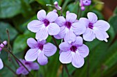 STREPTOCARPUS CRYSTAL BLUSH