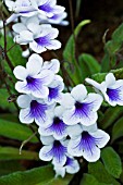 STREPTOCARPUS CRYSTAL ICE