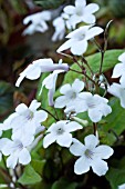 STREPTOCARPUS CRYSTAL SNOW