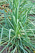 TRAGOPOGON PORRIFOLIUS