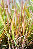 HAKONECHLOA MACRA