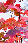 ACER RUBRUM BRANDYWINE