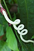 ANTHURIUM WENDLINGERI