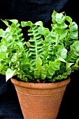 ASPLENIUM NIDUS CRISPY