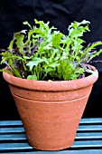BRASSICA RAPA FRILLY LEAF MIX