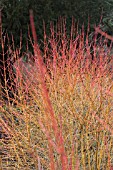 CORNUS SANGUINEA MIDWINTER FIRE