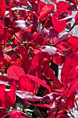 COTINUS COGGYGRIA GRACE