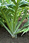 CYNARA CARDUNCULUS GIANT FULL LEAF