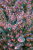 ERICA CARNEA CHALLENGER