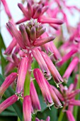 LACHENALIA BULBIFERA GEORGE