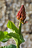 MELIANTHUS MAJOR