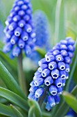 MUSCARI AZUREUM BIG SMILE