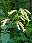 PHYGELIUS AEQUALIS YELLOW TRUMPET